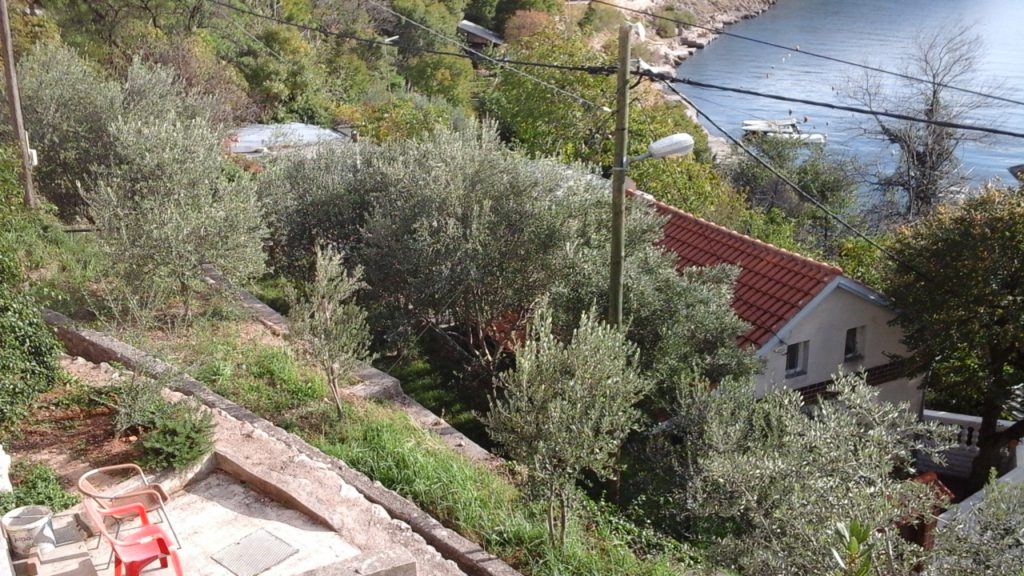 MASLINE U CESARICI